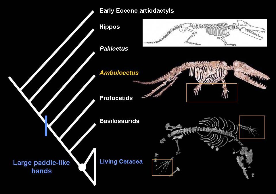 Creationist Fossil Attack!