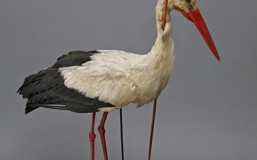 The Stork Theory and Knowledge